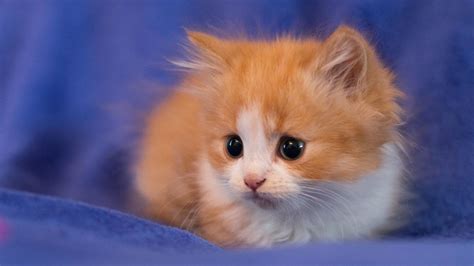 Orange White Tabby Cat Kitten Sa Soft Purple Cloth Kitten Hd Desktop