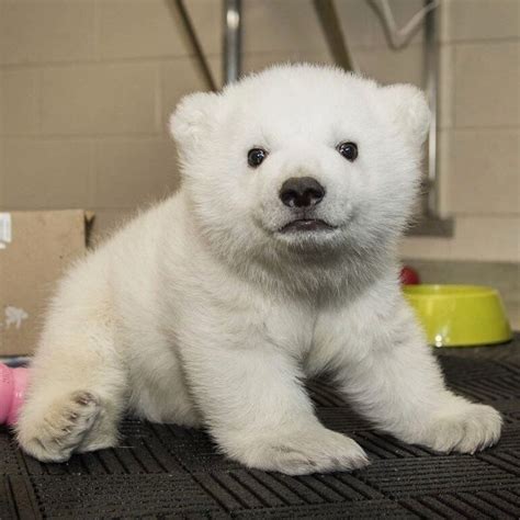 Pin By Kyouka On Animal Baby Polar Bears Cute Little Animals Baby