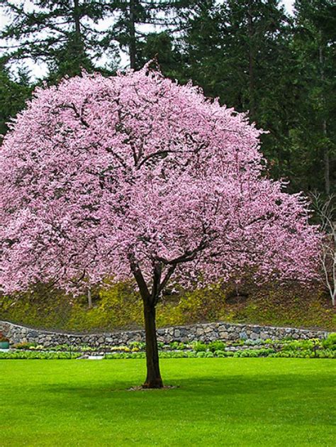 Glory bush also called princess flower is a shrub like perennial. Buy Flowering Plum Trees Online | The Tree Center™