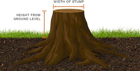 Request A Tree Stump Removal Quote London Tree Stump Removal Co
