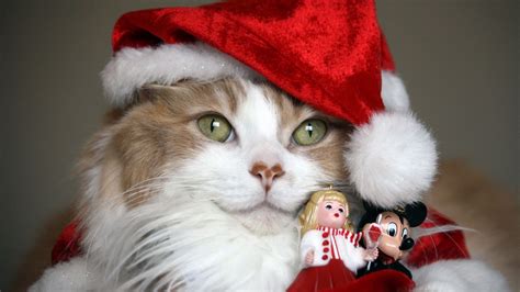 Download Wallpaper 1920x1080 Cat Christmas Costume Toys Holiday Full