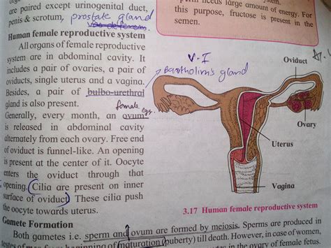 Female Reproductive System Diagram Labeled Class 12 Explain Female