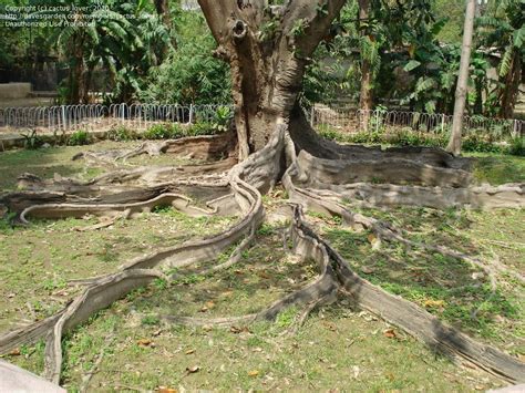 If you touch the cutting, it should stand in the early 1900s an inferior rubber product was made from the rubber plant (ficus elastica), but the primary. Full size picture of Rubber Plant, Rubber Tree, Decora ...