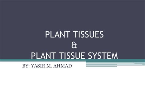 Solution Plant Tissues Studypool