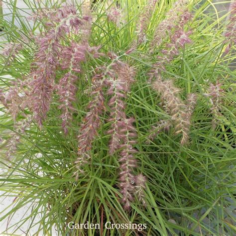 Fountain grass 'hameln', foxtail grass 'hameln', chinese fountain grass 'hameln'. Pennisetum Karley Rose - Buy Fountain Grass Perennials ...