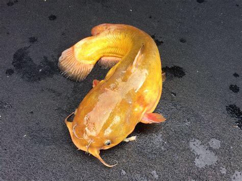 Ive Never Heard Of A Yellow Catfish Any Idea What Kind It Is