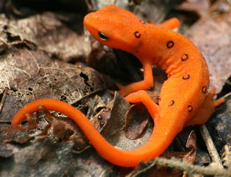 Eastern Newt Facts And Pictures
