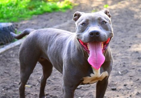 Blue Nose Pitbull Breed Guide Facts Training And Price Marvelous Dogs