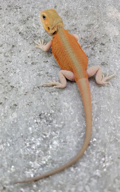 Female Hypo Translucent Witblits Lc Hybrid Central Bearded Dragon By