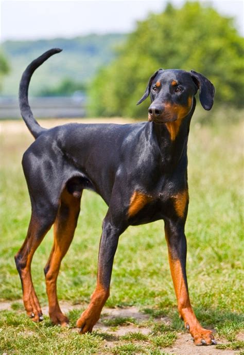 Tail Docking And Ear Cropping In Dogs Spot Speaks Doberman Pinscher
