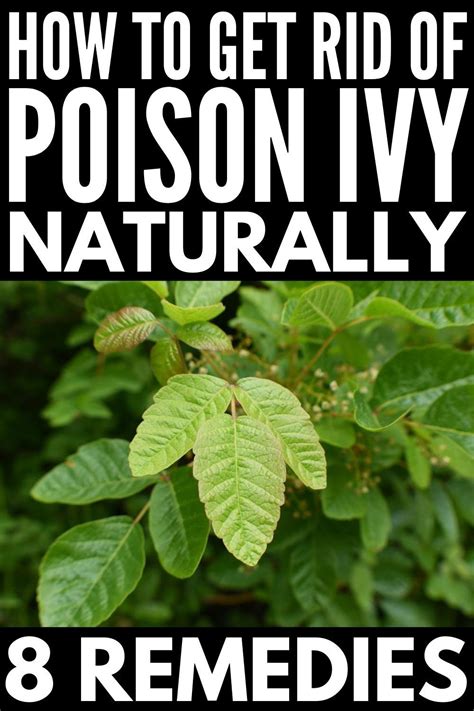 How To Get Rid Of Poison Ivy On Your Skin Fast