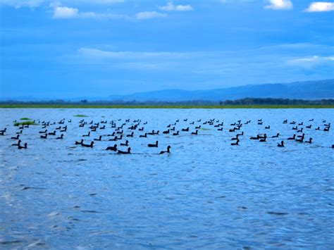 Scopri Il Parco Del Lago Naivasha Barakasafarikenya