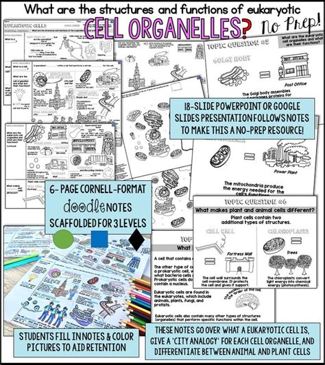 Students who complete biology 141 should be able to: Cell Organelles Cornell Doodle Notes City Analogy with ...