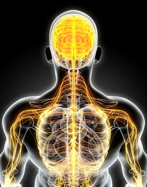 Following fertilisation, the central nervous system begins to form in the 3rd week of development. Brilliantly Interesting Facts About the Nervous System - Bodytomy