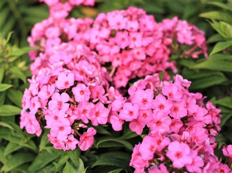 Phlox Flame Pink Campbells Nursery