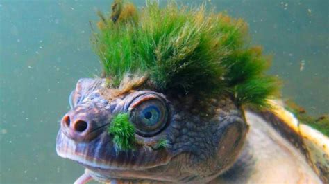 20 Strangest Animals That Are Hard To Believe Are Real Simply Amazing