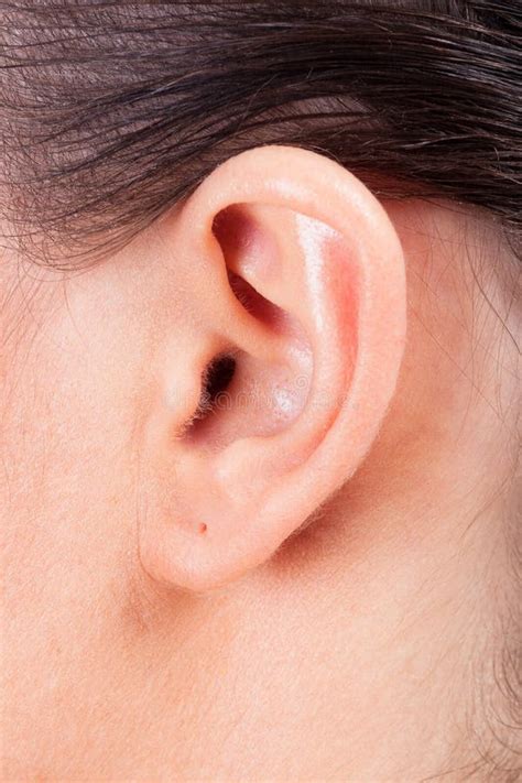 Shot Of Female Ear Stock Image Image Of Anatomy Ears 125271105
