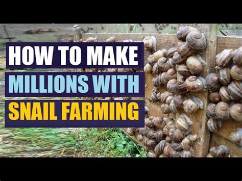 How To Start Snail Farming In Africa And How Much Money You Can Make