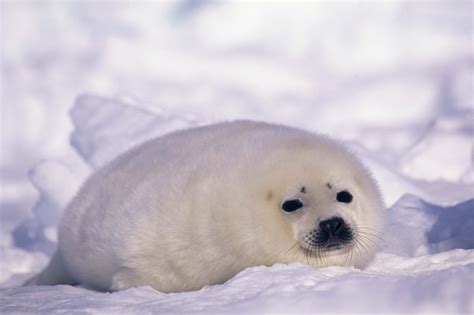 Seal Hd Wallpaper Background Image 2560x1703 Id325951