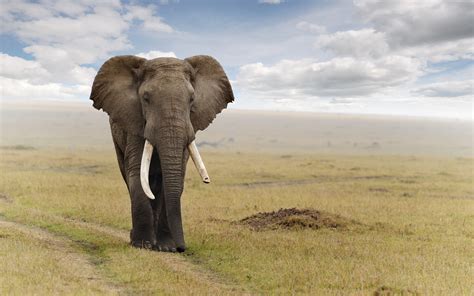 Djur Elefant Bakgrund
