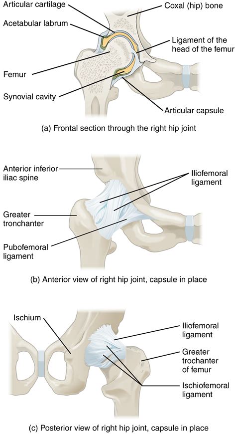 This Figure Shows Different Views Of The Hip Joint The Top Panel Shows