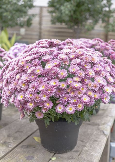 Growing Mums In Containers How To Grow Mums In Pots Potted Mums