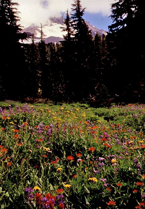 Hours may change under current circumstances Central Oregon Wildflower Show | Natural World | Bend ...