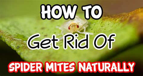 How To Deal With Spider Mites Naturally Dian Farmer Learning To Grow