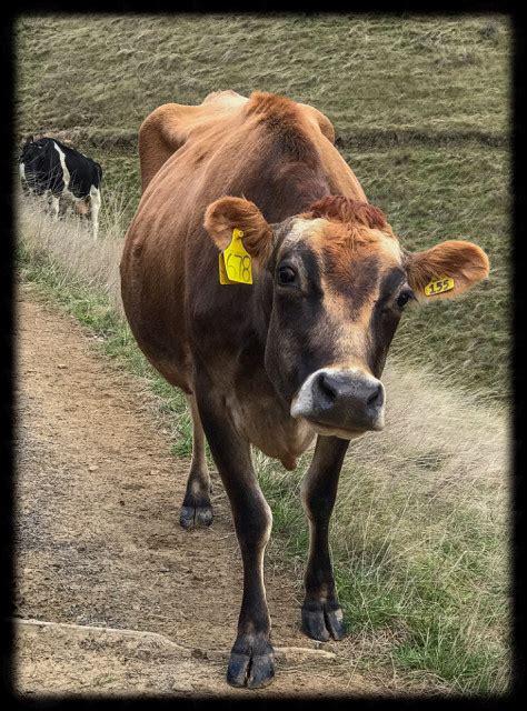 The Nosy Cow Lizimagiz Blipfoto