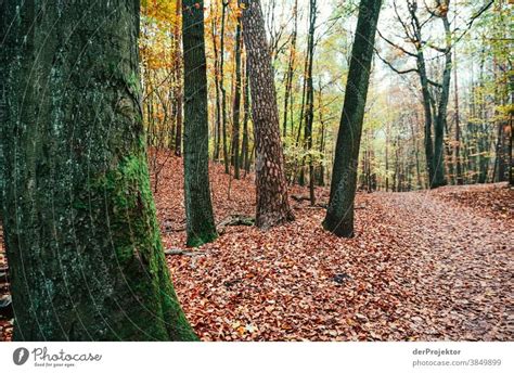 Path Through A Forest In Brandenburg A Royalty Free Stock Photo From