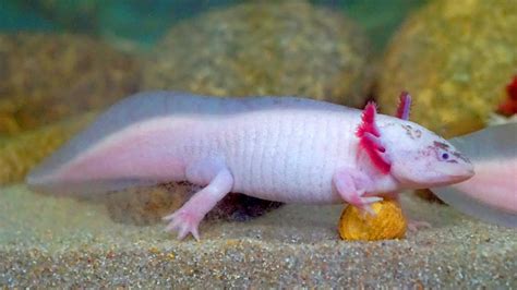 Axolotl Or Ambystoma Mexicanum Known As A Walking Fish Is Not A Fish