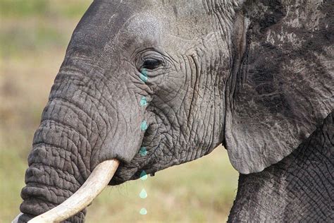 Elephant Tears Photograph By Gill Billington Pixels