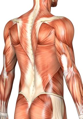 back_muscles - Boulder Therapeutics