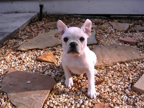 In lighter colored dogs, lighter colored eyes are acceptable. AKC French Bulldog Puppies - Cream Color for Sale in Ocala ...