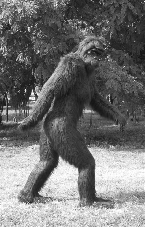 Maines First Confirmed Bigfoot Sighting Takes Place In A Hospital