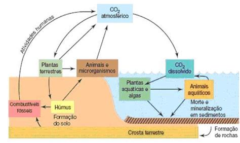 O Ciclo Do Carbono Pode Ser Resumido No Esquema Br
