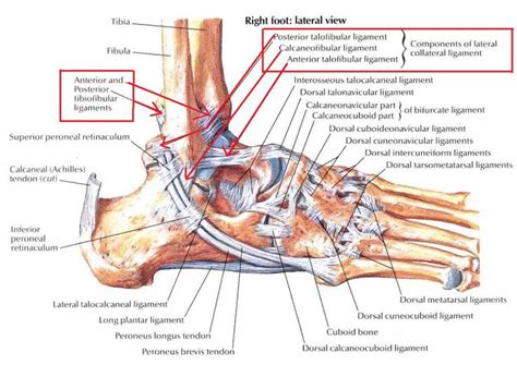 Muscles, tendons, and ligaments run along the surfaces of the feet. Sprained Ankle Anatomy - Human Anatomy Diagram | Ankle ...