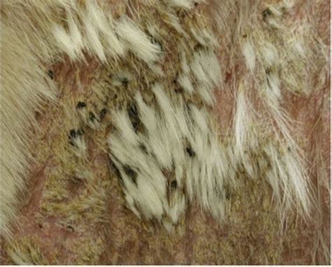 12 Pictures Of Folliculitis In Dogs What It Looks Like And What To Do