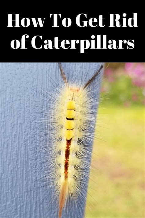 How To Get Rid Of Caterpillars ~ Garden Down South Caterpillar