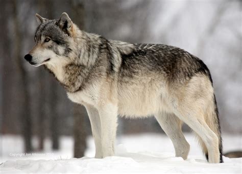 The Wild Wolf New Pictures The Wildlife