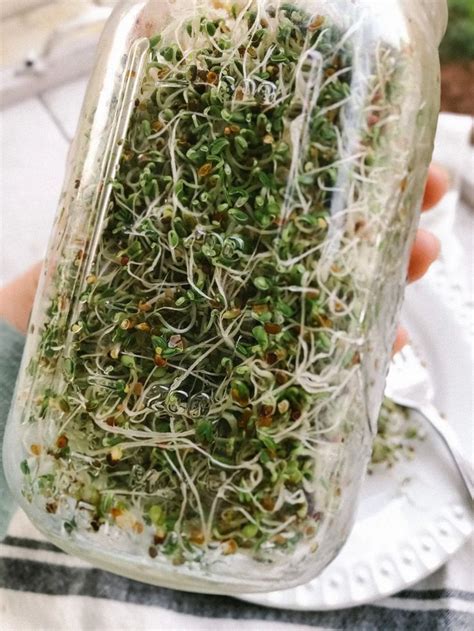 How To Grow Sprouts At Home Mason Jar Method Ammie Harris The