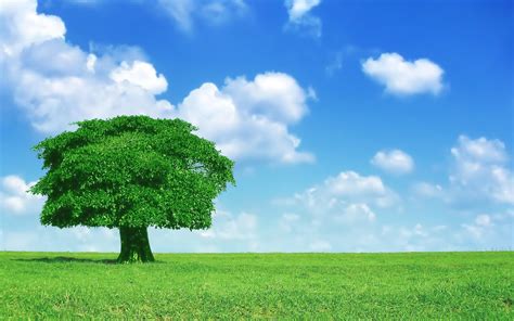 4k Lonely Tree Wallpapers High Quality Download Free