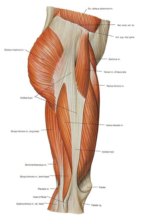 This is the largest of the three compartments of the thigh. leg muscle and tendon diagram - Google Search | MUSCLES ...