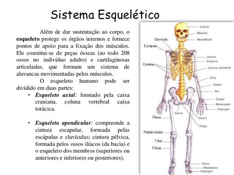 Que Es El Sistema Esqueletico