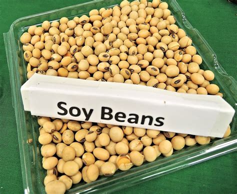 Soy And Phytoestrogens Not NECESSARILY Bad For You Dr Lauren