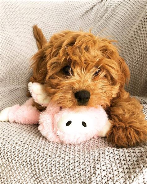 Meet The Cute And Cuddly Cavapoo Puppies Lovely Animals World