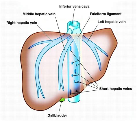 Venous Drainage Of The Liver Drainage To The Suprahepatic And
