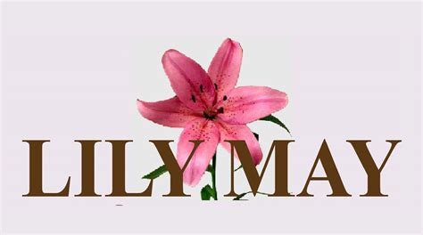 lily may telegraph