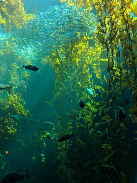 The Kelp Forest At Monterey Bay Aquarium Rthalassophobia