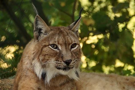 Bobcat Facts Cool Kid Facts